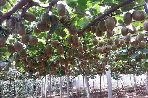 山东尧顺生物科技有限公司