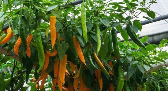 山东尧顺生物科技有限公司